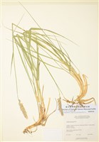 藏品(新生披鹼草)的圖片